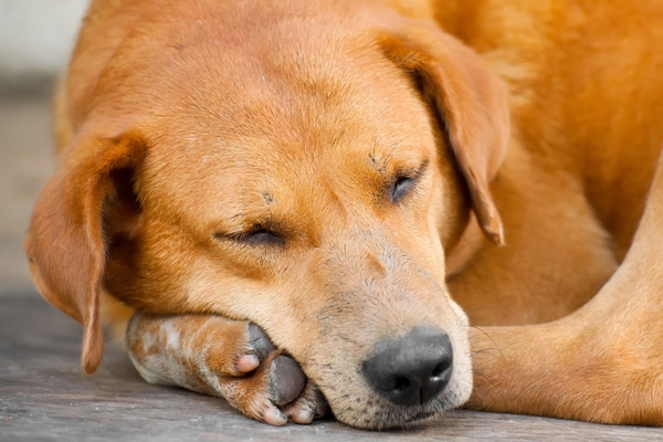 Learn About Your Large Breed Dog’s Sleeping Habits and Needs