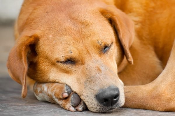 https://www.mammothdogbeds.com/wp-content/uploads/2019/12/Why-Does-Your-Large-Breed-Dogs-Need-More-Rest-FEATURE.jpg