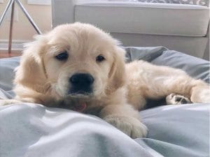 puppy on Mammoth bed
