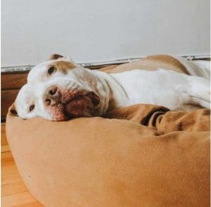 Large and heavy bull dog on Mammoth bed