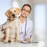 Vet recommended dog bed