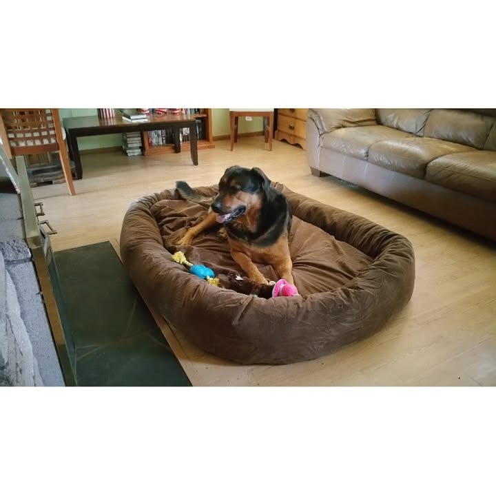 Mammoth Dog Beds