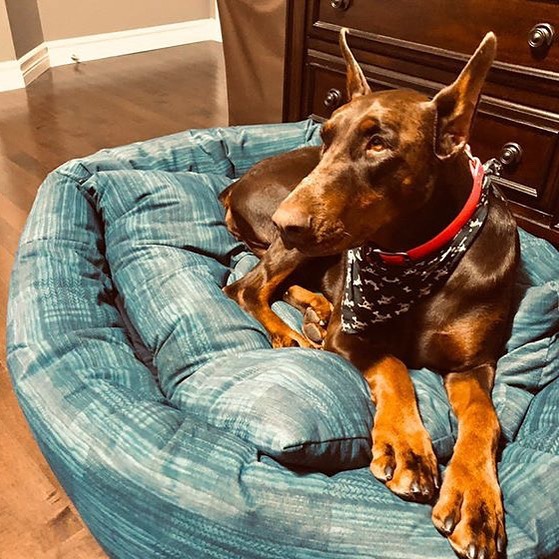 Mammoth Dog Beds