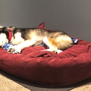 Mammoth Dog Beds