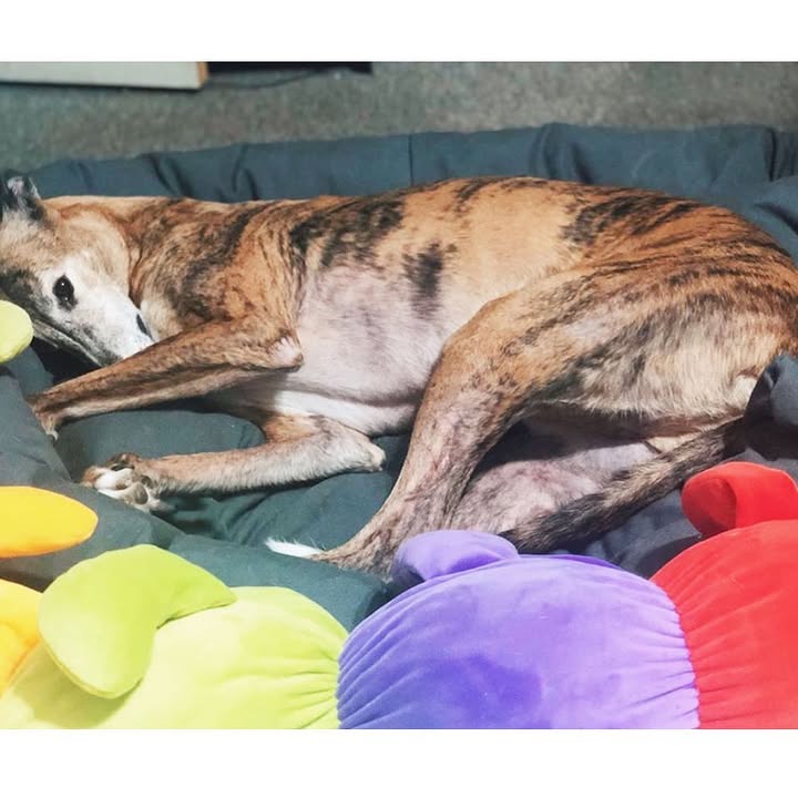 Mammoth Dog Beds