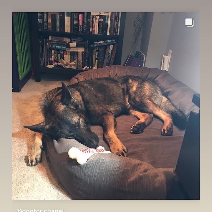 Mammoth Dog Beds